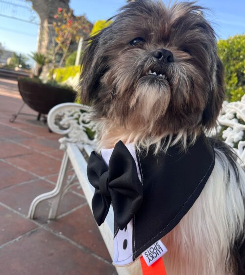 TuPerritoentuBoda_PatitasRide