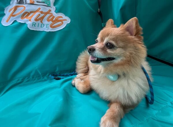 trasladosforaneosparaperros_PatitasRide